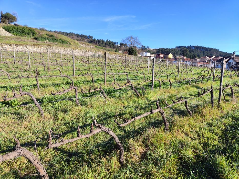 Quinta Ucanha 4 Hectares