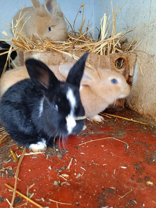 Coelhos várias cores e várias idades