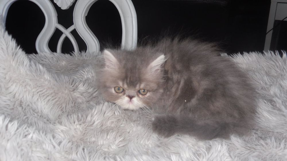 Gato persa macho
