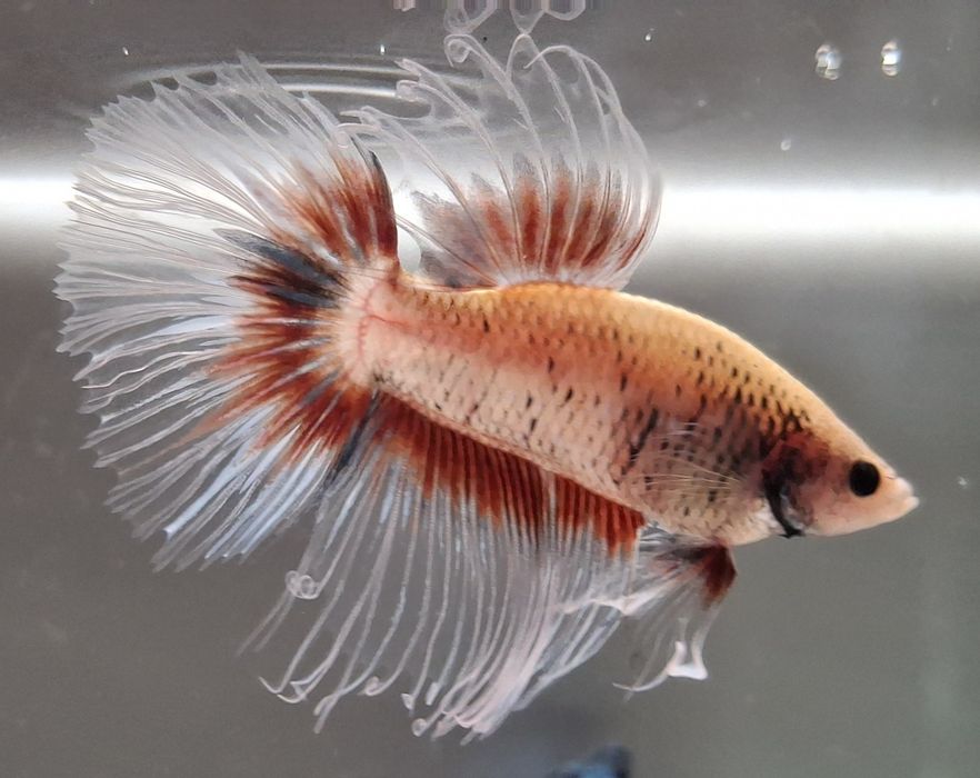 Machos peixe Betta apenas 5€