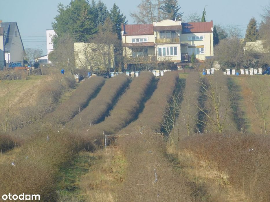 Syndyk sprzeda - Mogielnica, dz. nr 1272, 1304 oraz 1303 - Widok 4