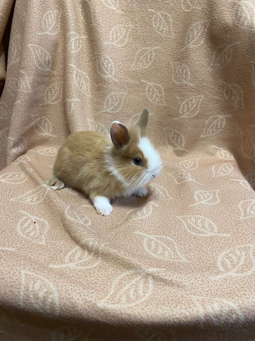 Карликові декоративні кролики