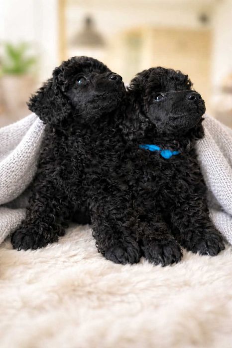 Pudel miniaturowy ZKwP FCI