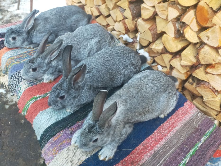 Кролі шиншила та строкачі