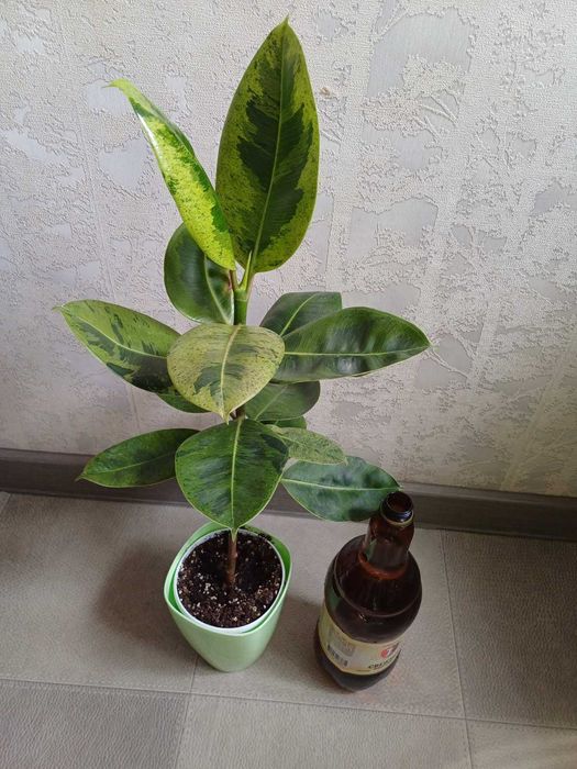 Фікус Шріверіана ДОМАШНІ класичний та Муншайн Сансевієрія