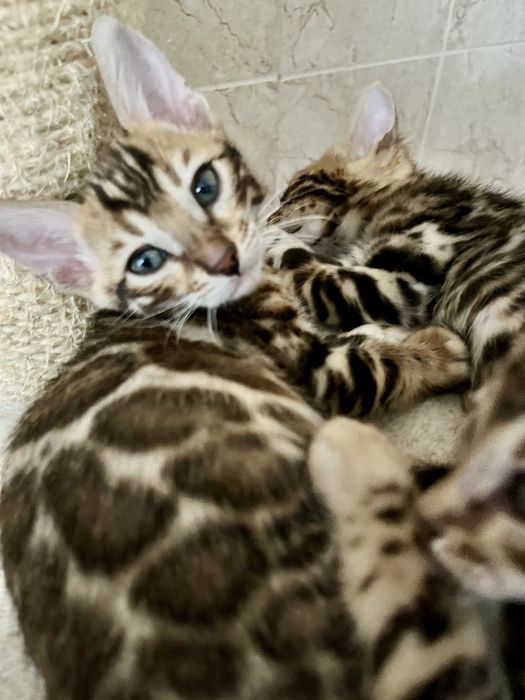 Бенгальскі кошенята, бенгальские котята. Официальный питомник