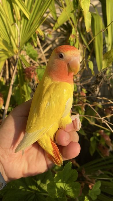 Agapornis domesticado