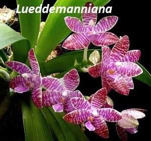 Орхідея фаленопсис домашня Lueddemanniana орхидея