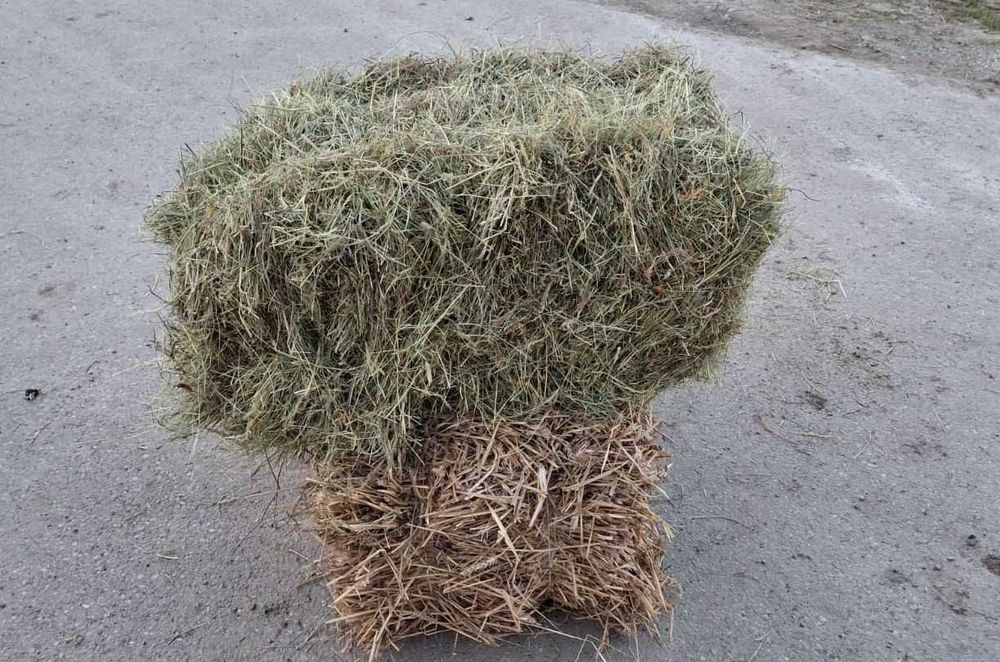 siano i słomę sprzedam w kostkach