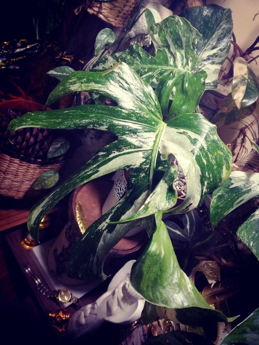 Monstera Typ Oceana Variegata NoID wielka RZADKOŚĆ Philodendron Albo