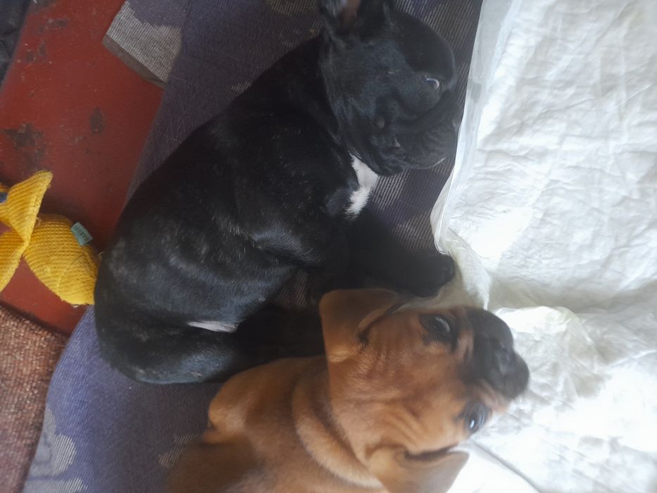 Французькі бульдоги. 2 дівчинки