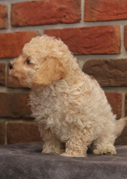 Przepiękna suczka pudel toy/miniatura. Badania genetyczne