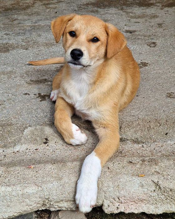 JANO - Cãozinho jovem para Adoção!