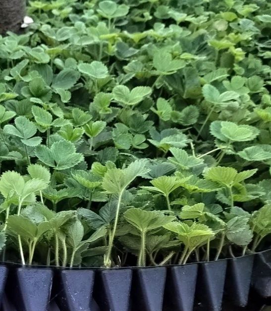 Розсада полуниці в касетах