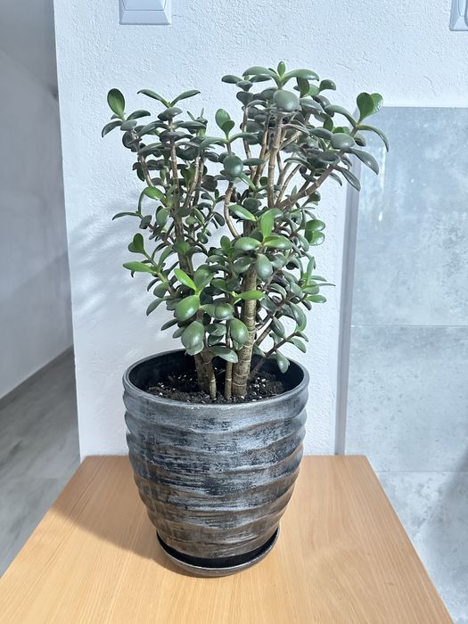 Grubosz drzewko szczęścia