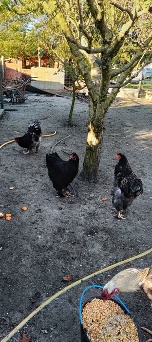 Galos Brahma Azul e Brahma Black