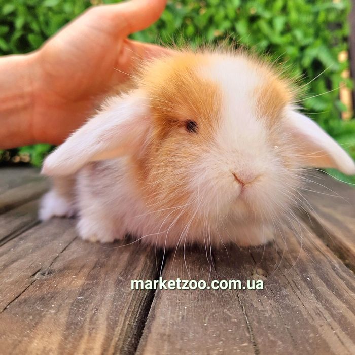 Шикарньій карликовьій кролик мальчик с сатиновьім типом шерсти