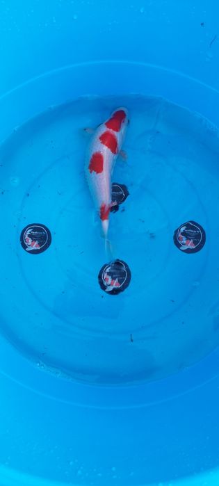 Carpas koi japonesas