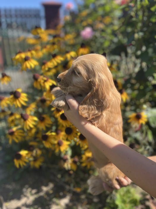 piesek cocker spaniel angielski