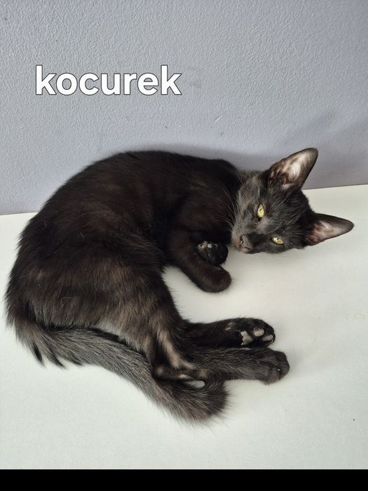 Kocurek do adopcji