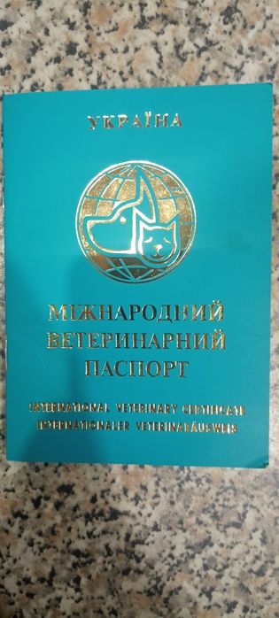 Сибірський хаскі кобель для вязки