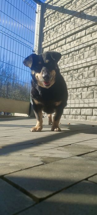 Pilnie poszukiwany dom dla psa seniora w depresji