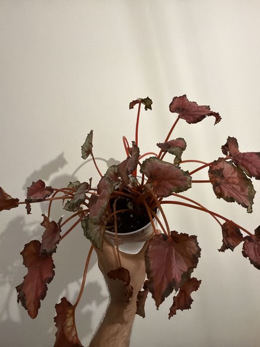 Begonia rex vermelha