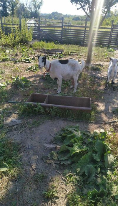 Козлята продаются от высокоудойной козы.