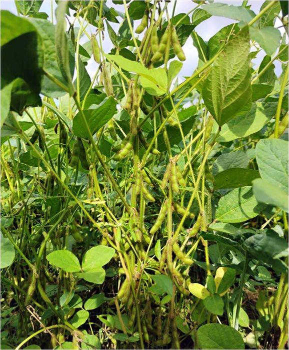 Soja, nasiona soi FAVORIT wczesna 000