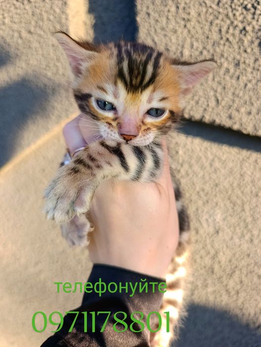 Бенгали - леопардики, чіткі великі розетки,ben n24