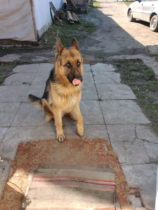 Кобель німецької вівчарки для в'язки.