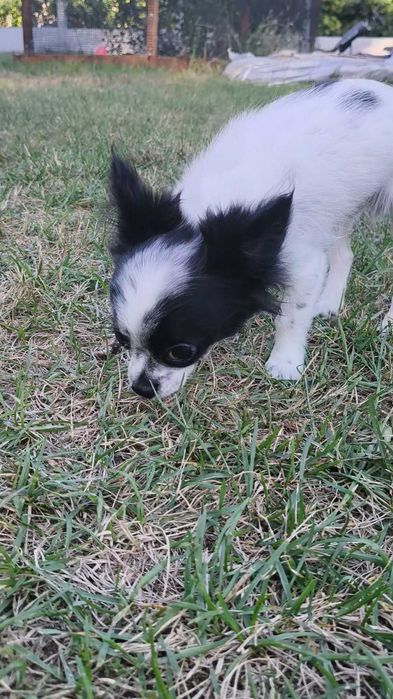 Chihuahua długowłosy chłopiec.