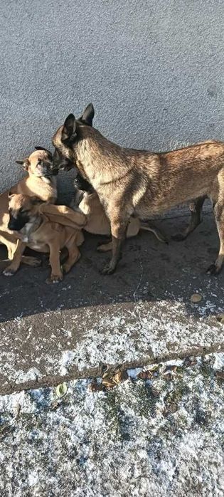 Майбутня захисниця вашої родини! Щеня бельгийской вівчарки малінуа!