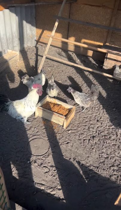 Лакеданзи инкубационное яйцо (серебро)