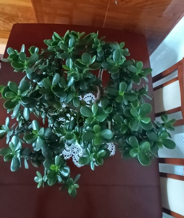 Grubosz, Drzewko Szczęścia