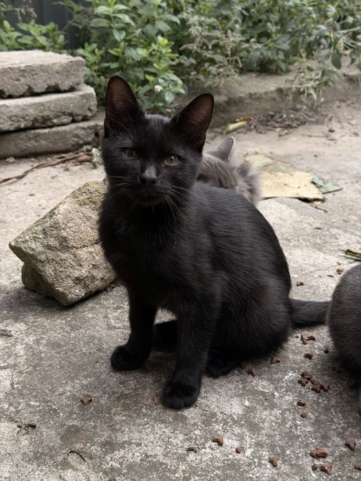 Віддам котиків в добрі руки