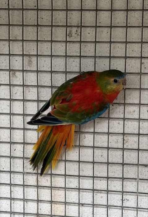 Neophema pulchella (turquoisines )