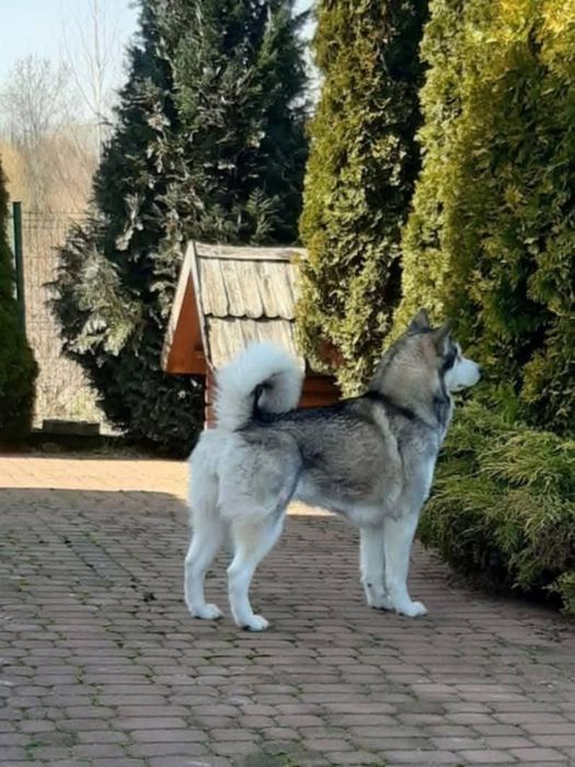 Zapowiedź miotu Alaskan Malamute ZKwP/FCI