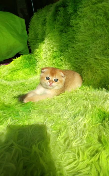 Ручные малышики. Котята золотая шиншилла.