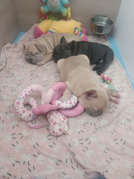 Два хлопця лілак фавн та голуба дівчинка