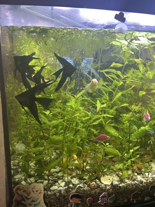 Акваріумні рослини, надлишки | Харків