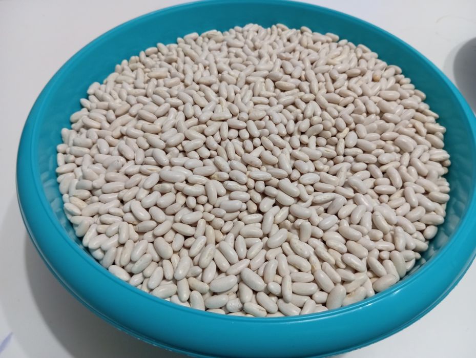 Fasola Szparagowa Golden Goal i Fruidor .Wysyłka.