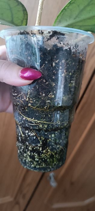 Hoya Tanggamus hoja dół matecznika