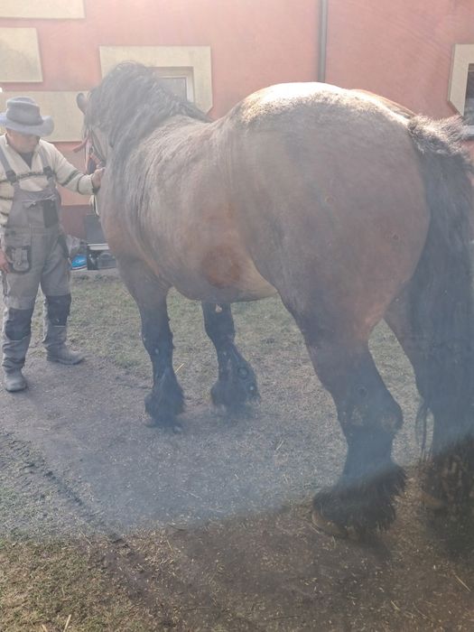Sprzedam ogiera zimnokrwistego maści gniadej!