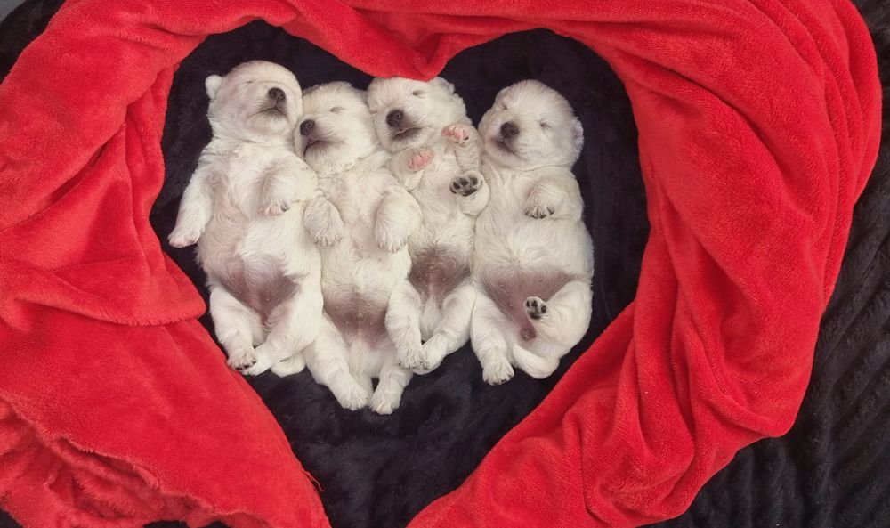 West Highland White Terrier- piesek