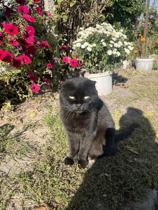 Котики в добрі руки мама висловуха