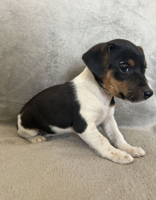 Jack Russell terrier