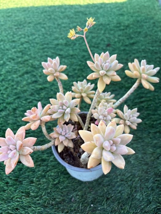 Suculentas Graptosedums  1€