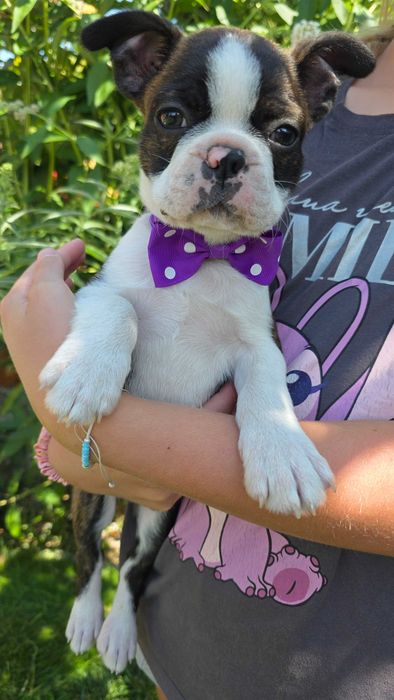 Boston terrier szczeniak