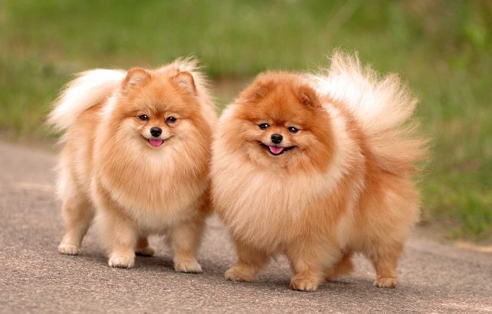 Szpic Miniaturowy Cudne szczenię Pomeranian  po  Championach  !!!